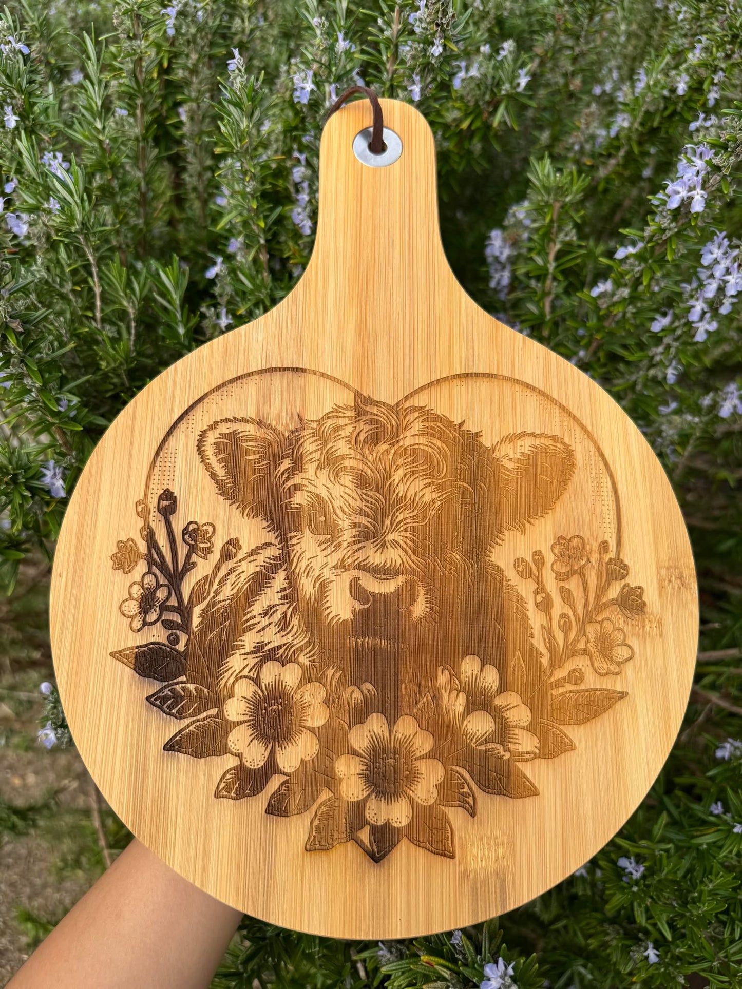 Highland Cow