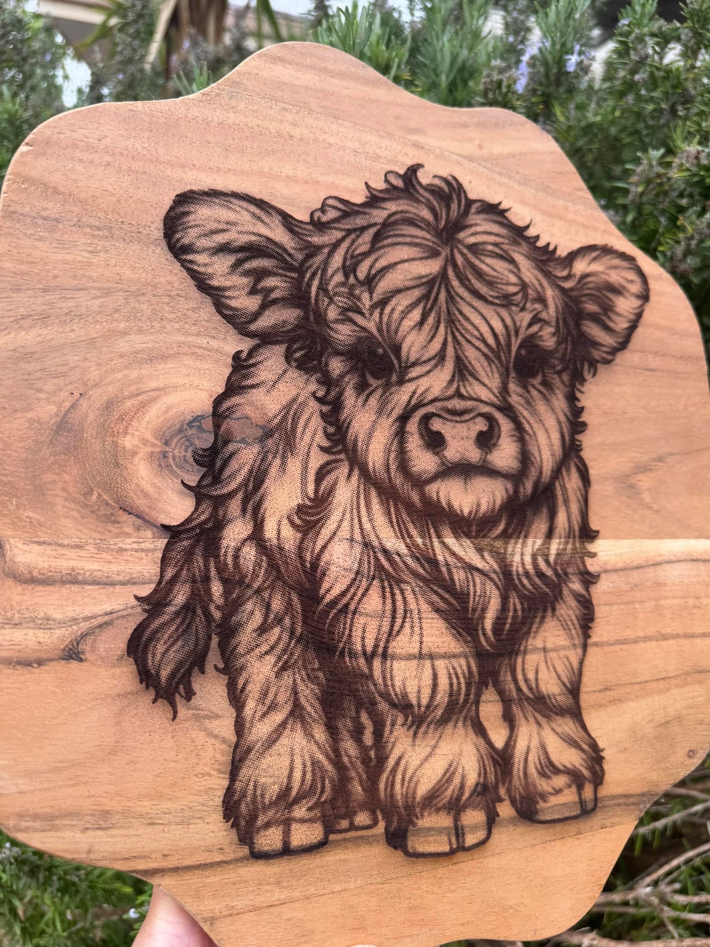 BB Cow Board